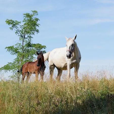 Gasthof Deru Vendeghaz Es Lovasudvar