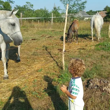 Gasthof Deru Vendeghaz Es Lovasudvar Fenyofo