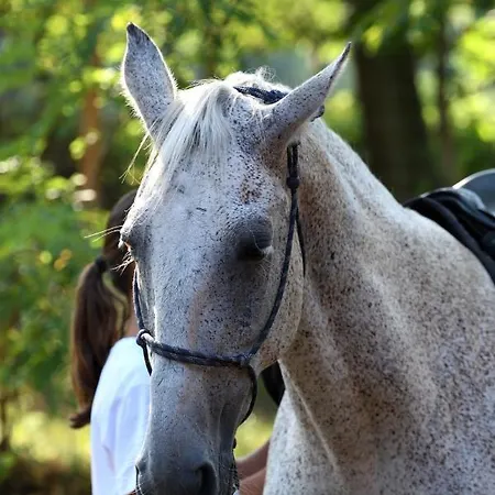 Deru Vendeghaz Es Lovasudvar