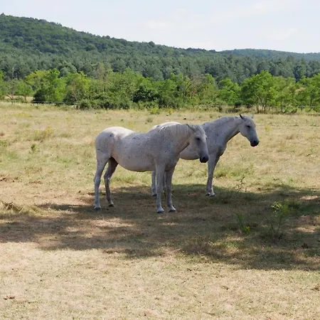 Deru Vendeghaz Es Lovasudvar 3* Fenyofo