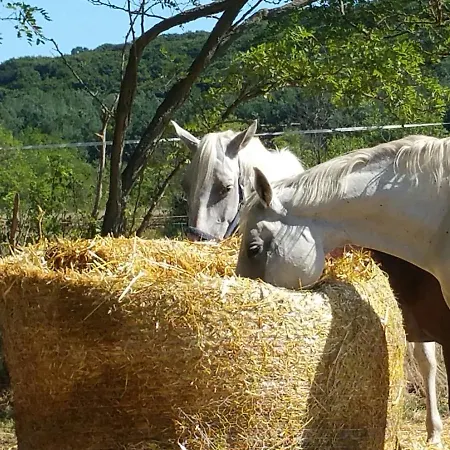 Deru Vendeghaz Es Lovasudvar Gasthof