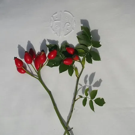 Gasthof Deru Vendeghaz Es Lovasudvar Fenyofo