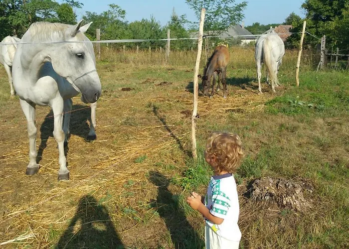 Vendégház Derű és Lovasudvar Fenyőfő